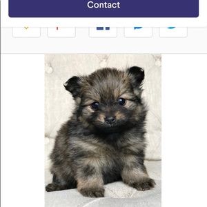 Meet your Posher, Jenetta